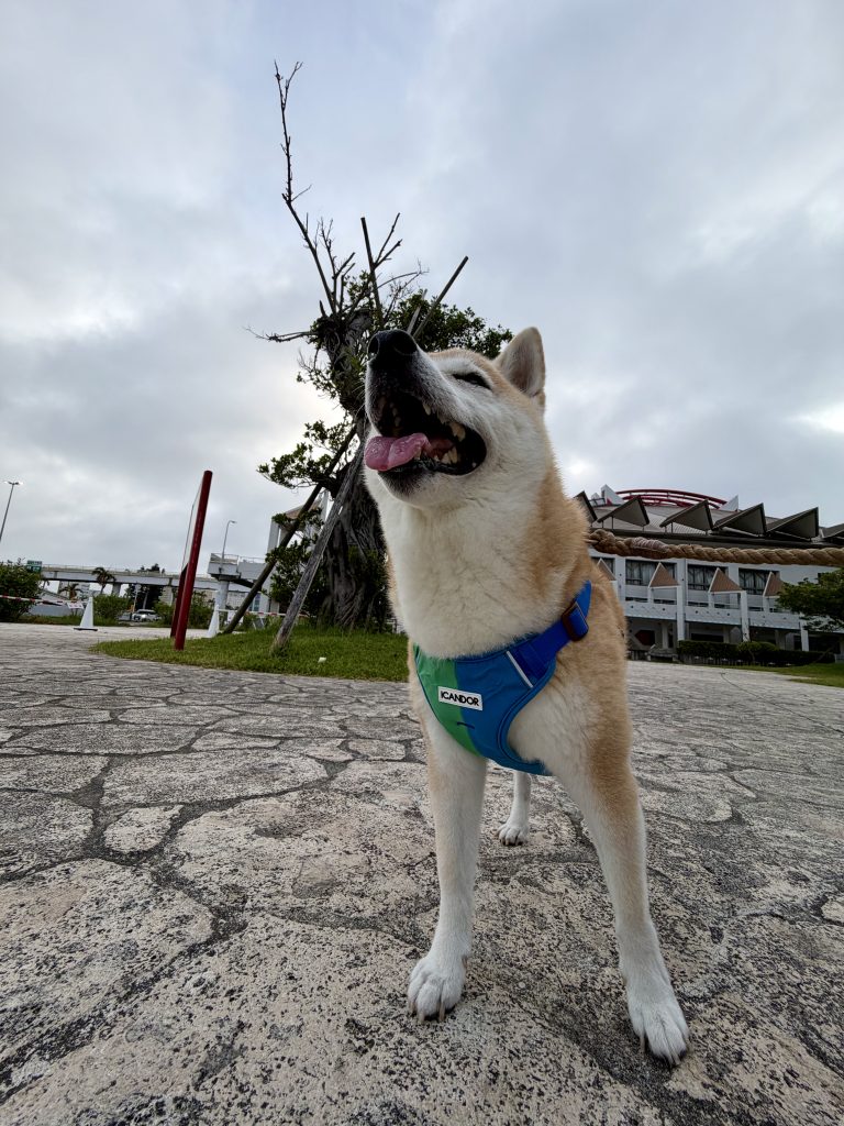 散歩する柴犬