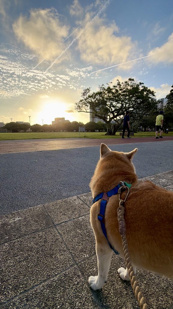 朝日と柴犬