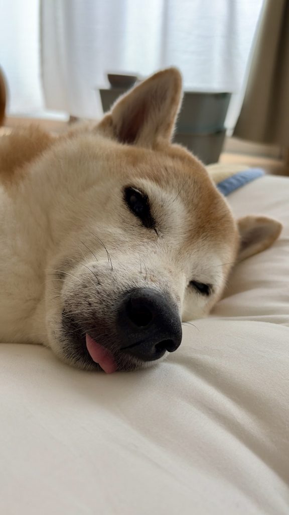 舌を出す柴犬