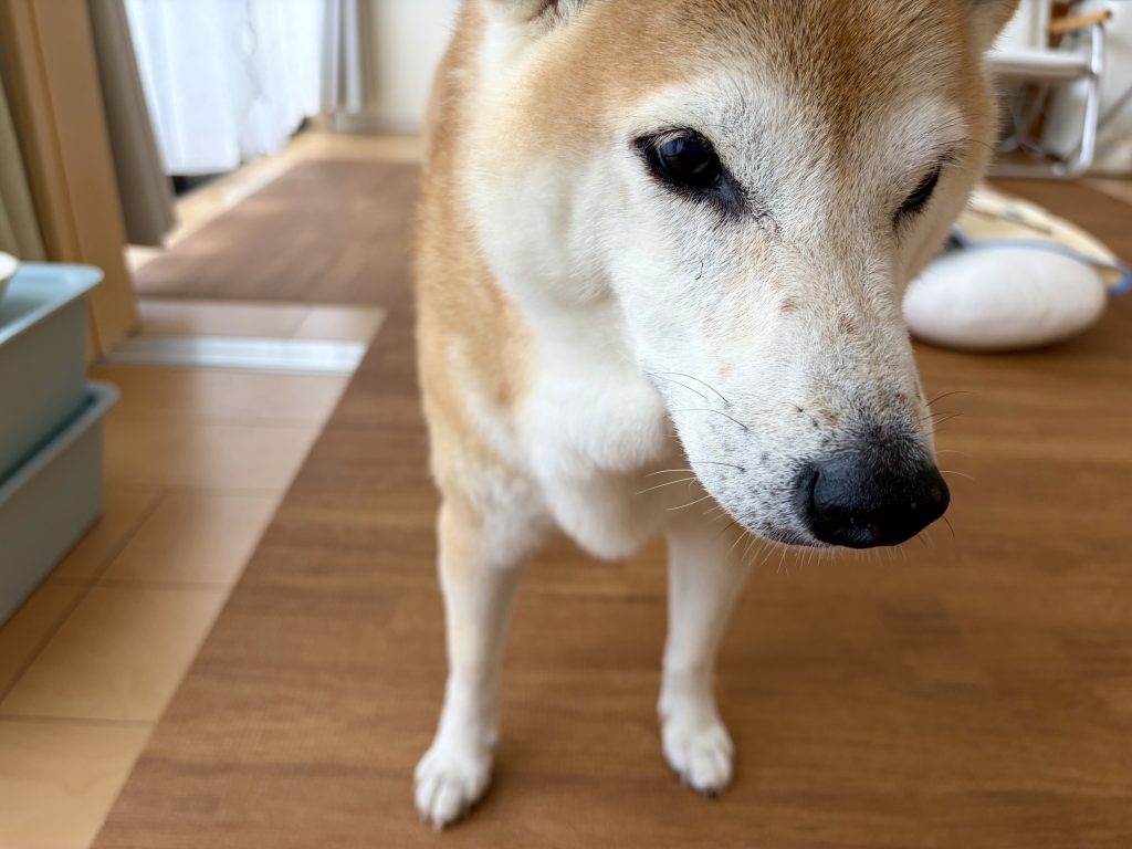 不思議そうな表情の柴犬