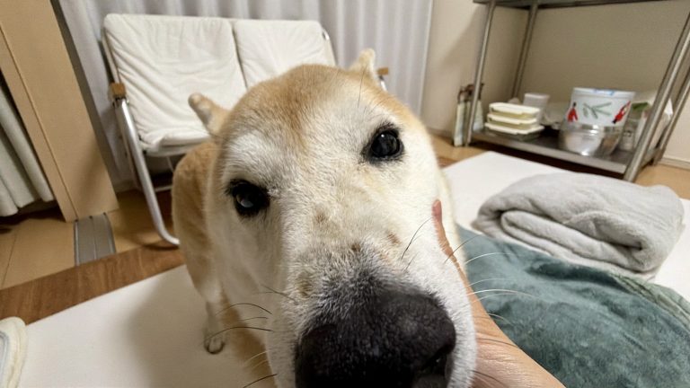 ドアップの柴犬