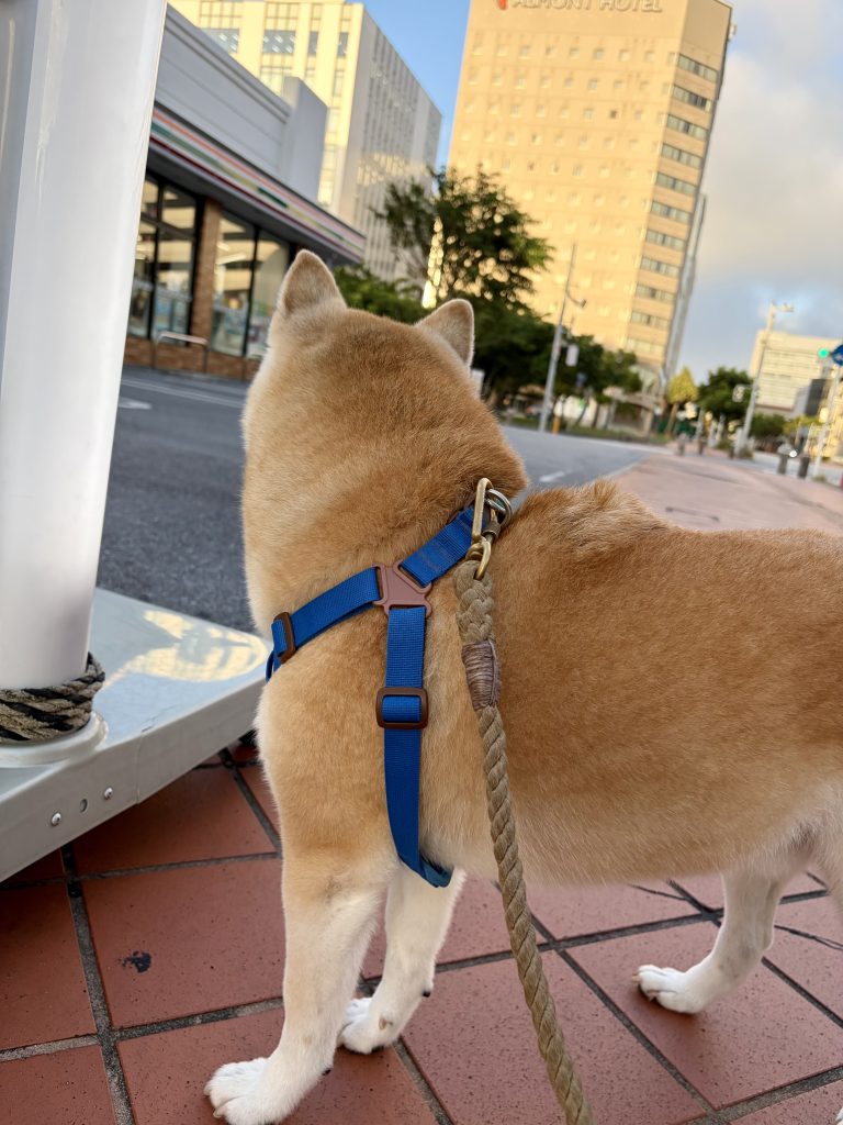 散歩する柴犬