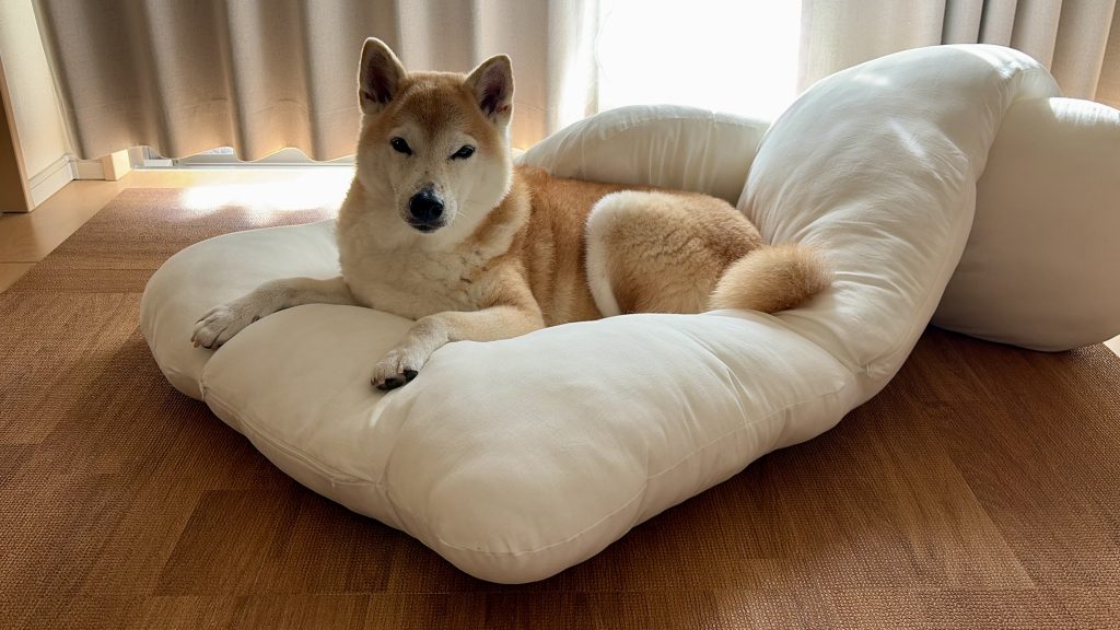真顔の柴犬