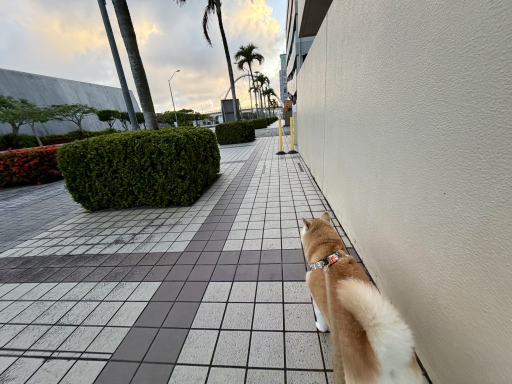 歩く柴犬