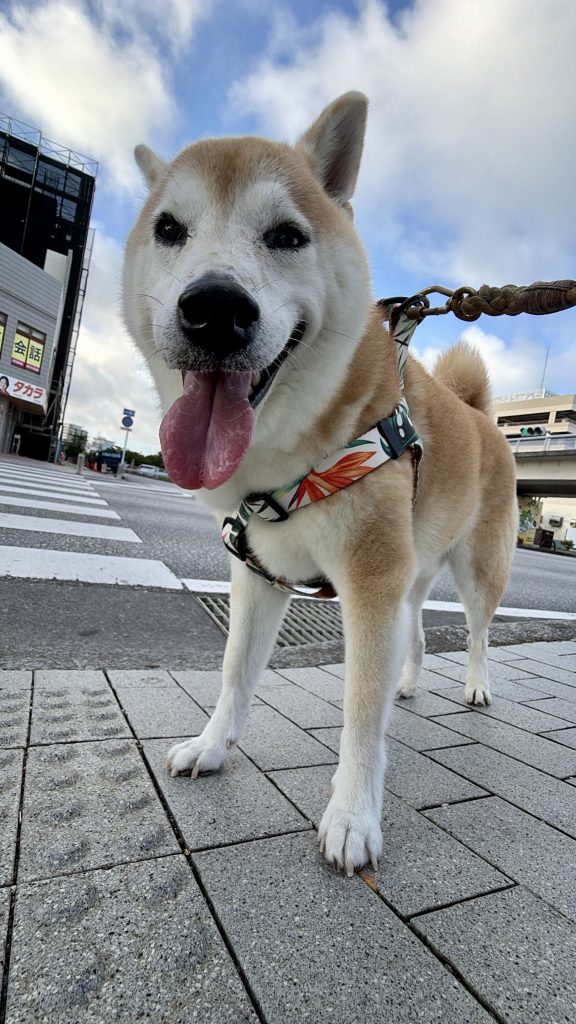 笑う柴犬