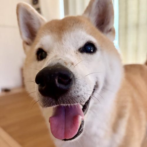 笑う犬