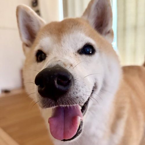 笑う柴犬