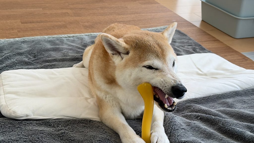 骨を噛む柴犬