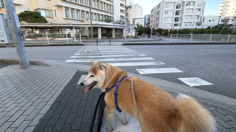 バギーに乗る柴犬