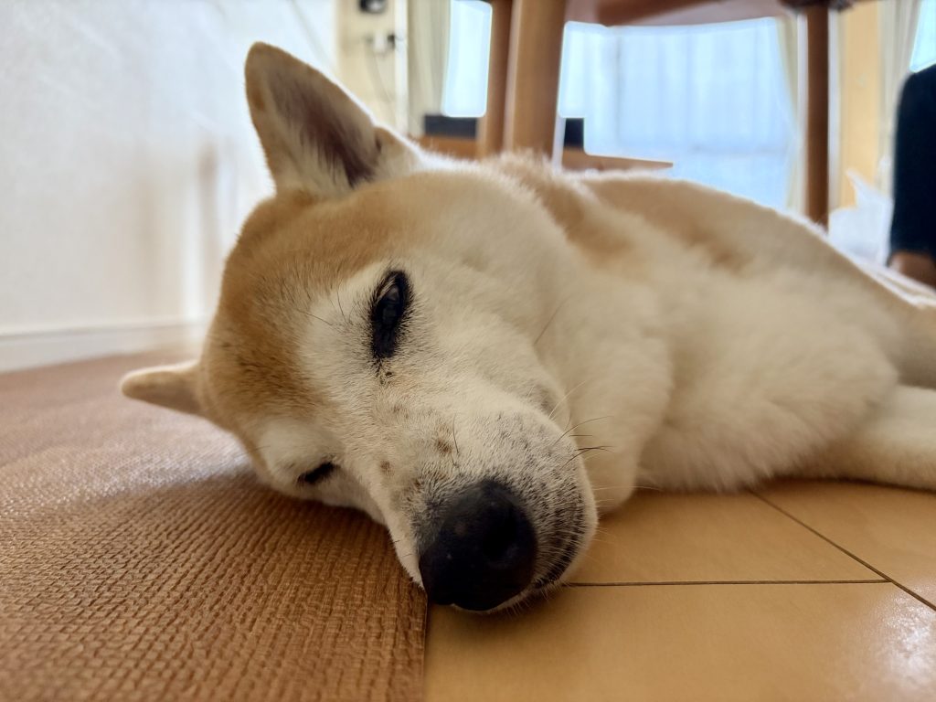 寝る柴犬