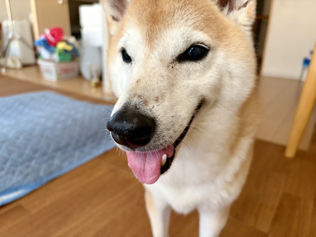 笑う柴犬