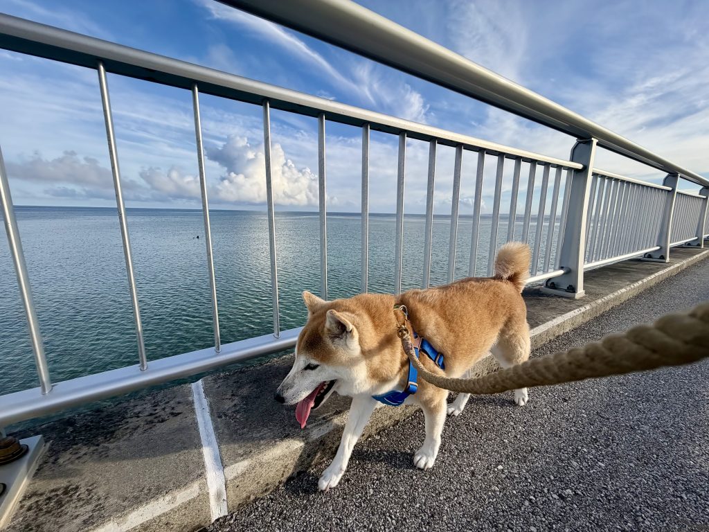 海と柴犬