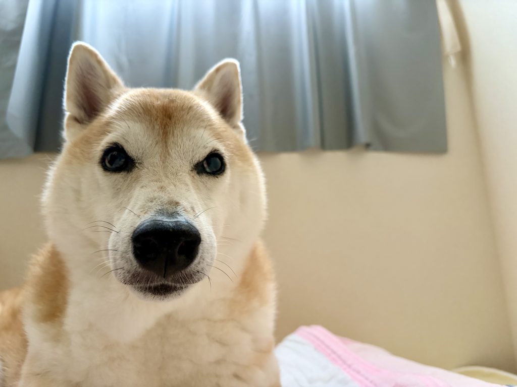 真顔の柴犬