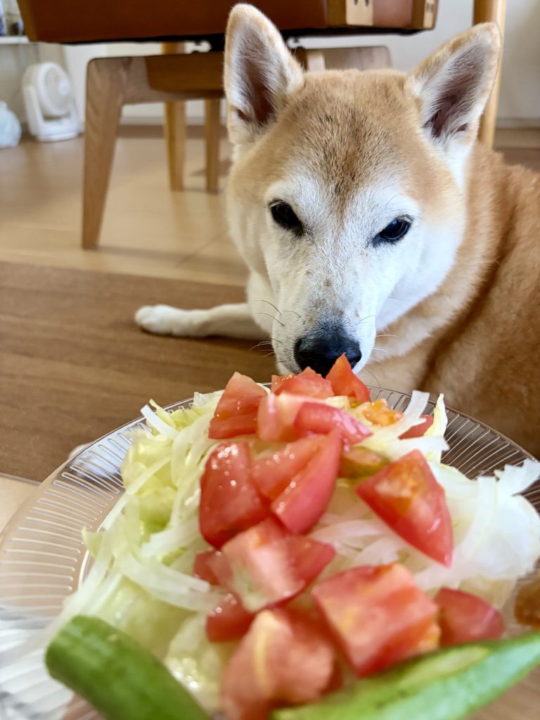 サラダと柴犬