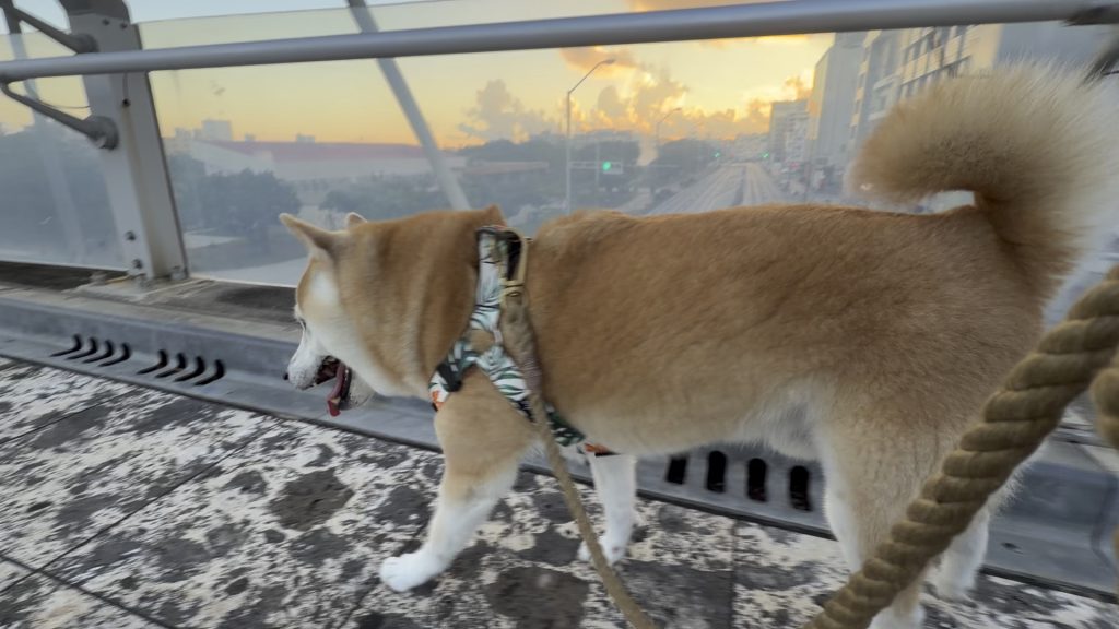 散歩する柴犬
