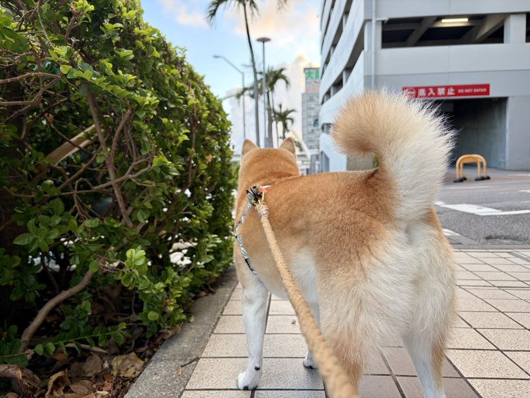 散歩する柴犬の後ろ姿