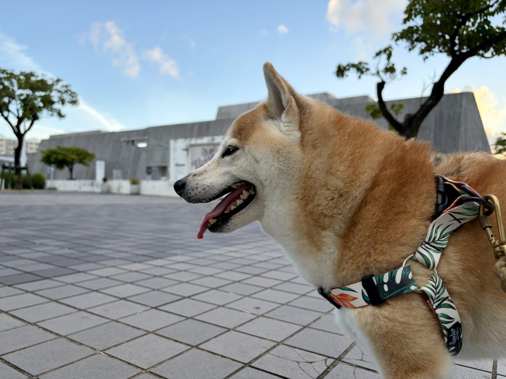 青空と柴犬