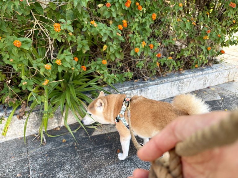 草木の匂いを嗅ぐ柴犬