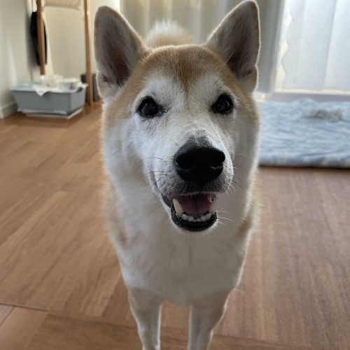 笑う犬