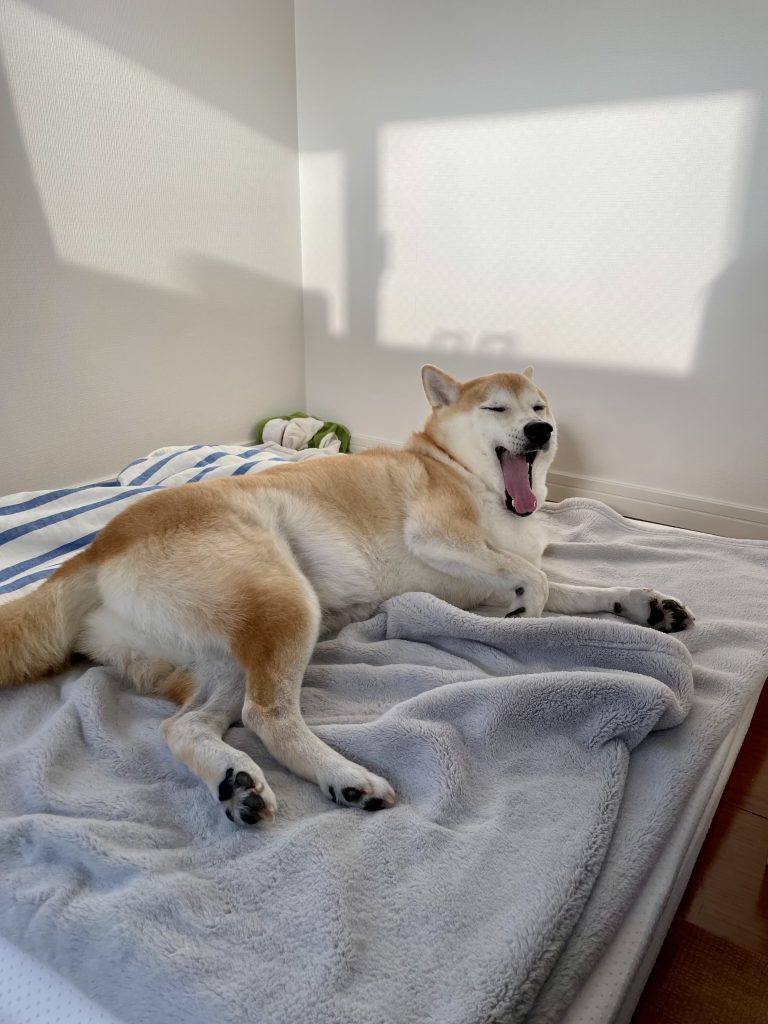 あくびする柴犬