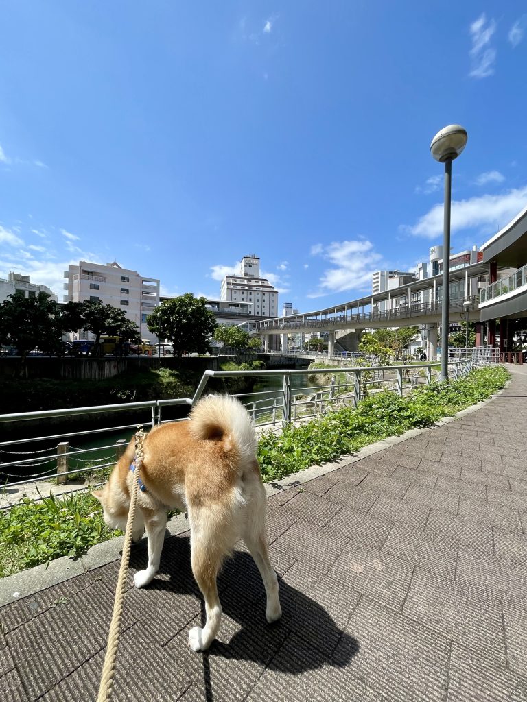 青空と柴犬