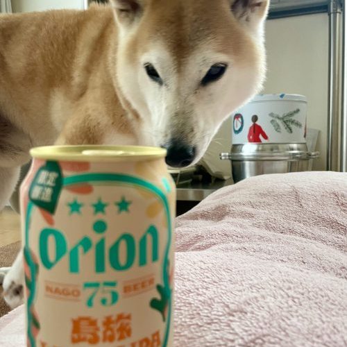 ビールと柴犬