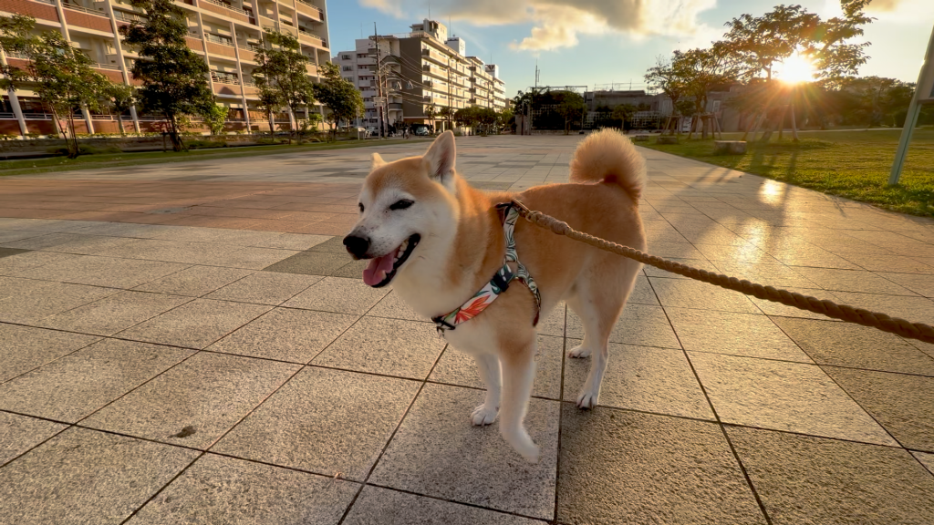 朝日と柴犬