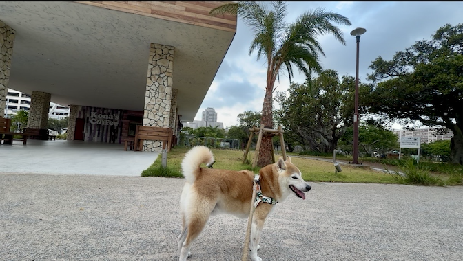 ヤシの木と柴犬