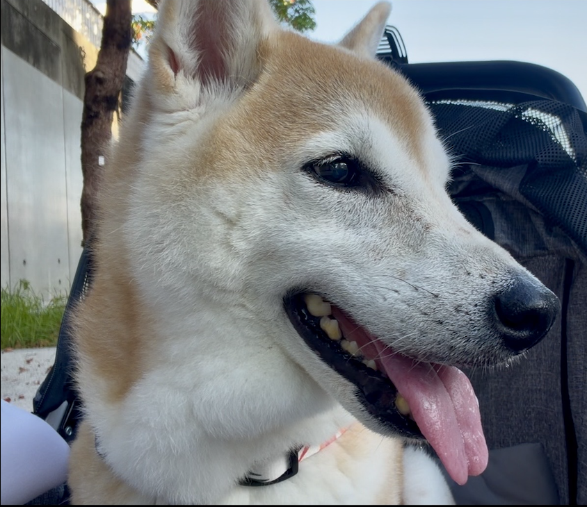 笑う柴犬