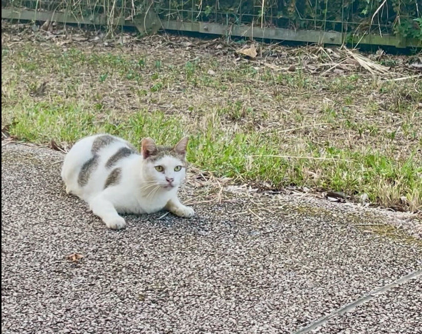 野良猫