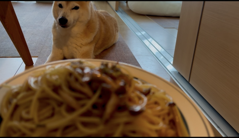柴犬とパスタ