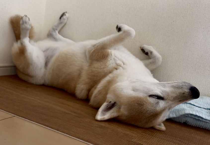 眠る柴犬
