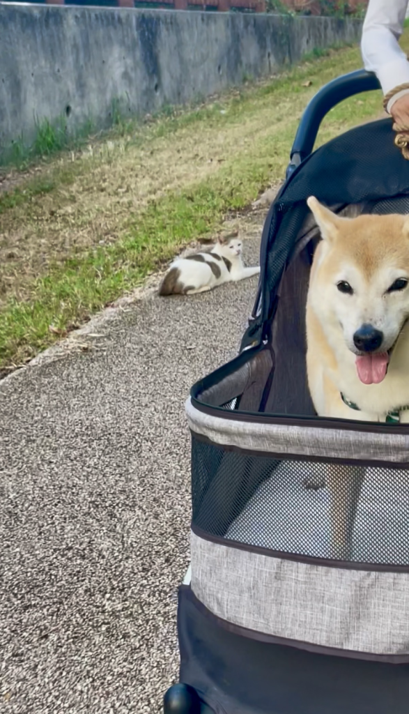 猫と柴犬