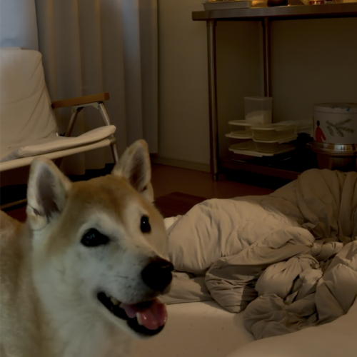 暗がりの柴犬