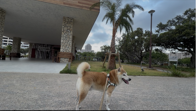 ヤシの木と柴犬