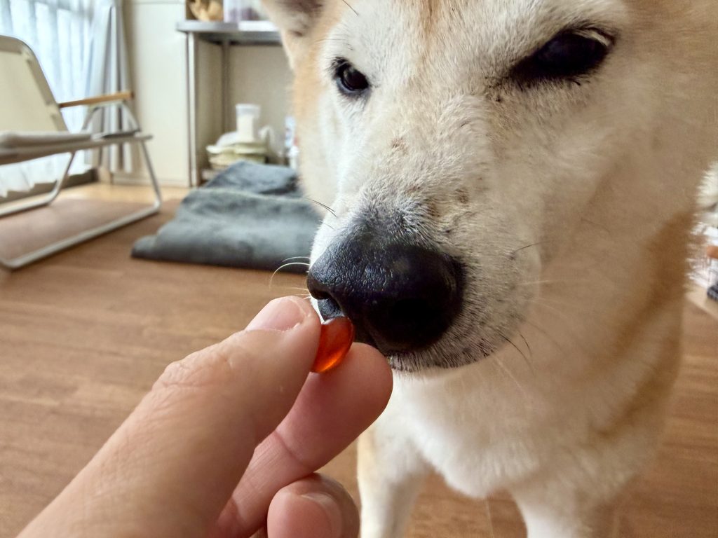 サプリと柴犬
