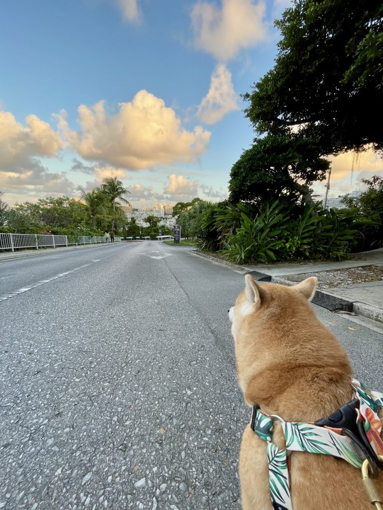 絶景と柴犬
