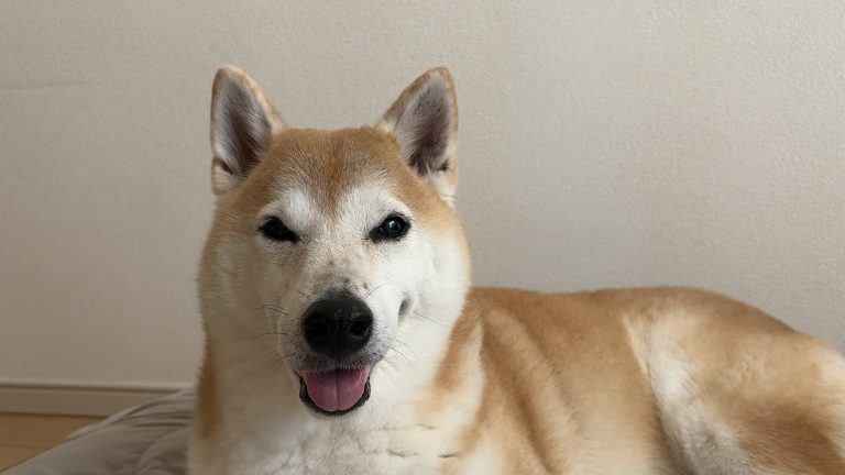 笑う柴犬