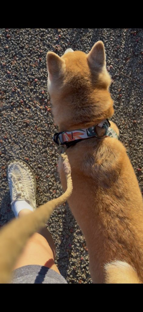 散歩する柴犬