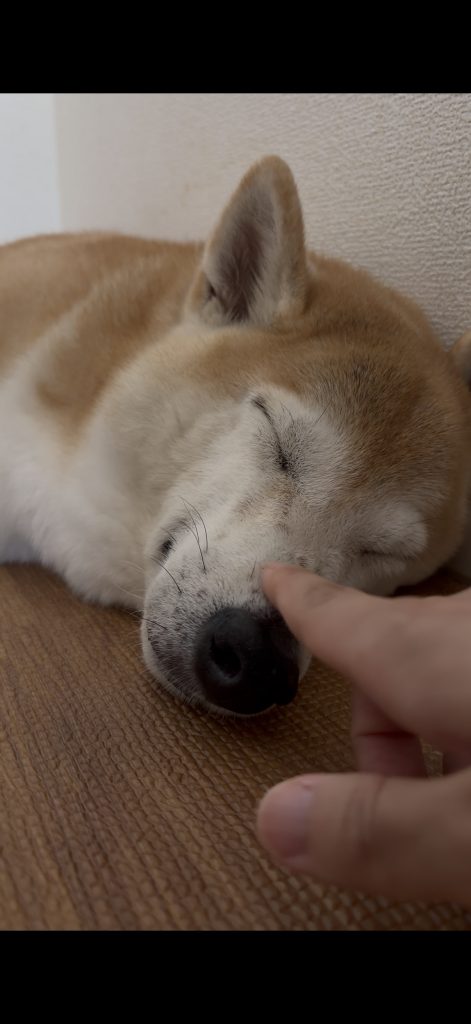 眠る柴犬