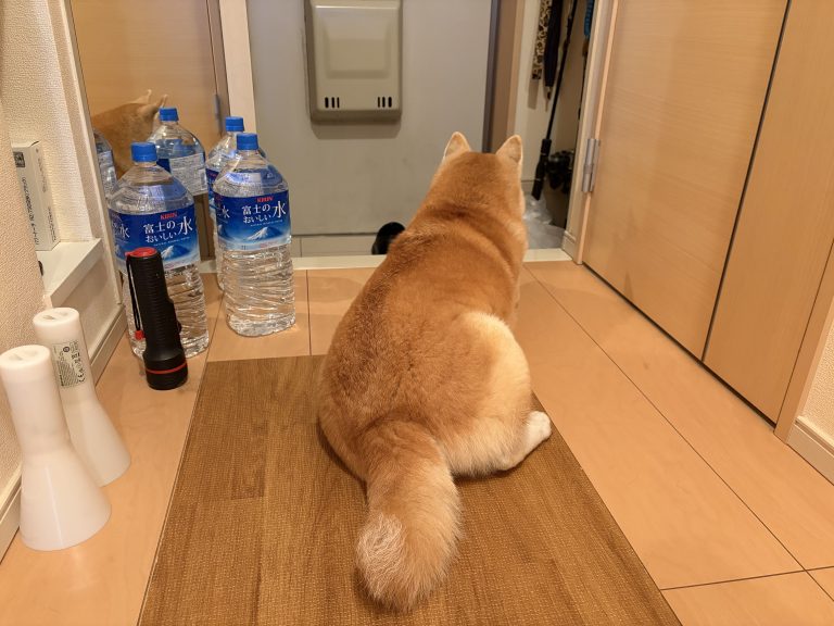 玄関に佇む柴犬