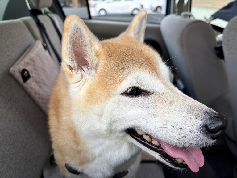 笑う柴犬