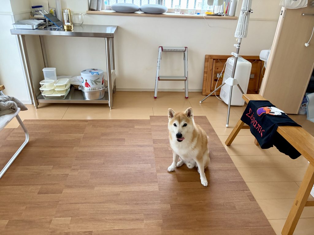 佇む柴犬