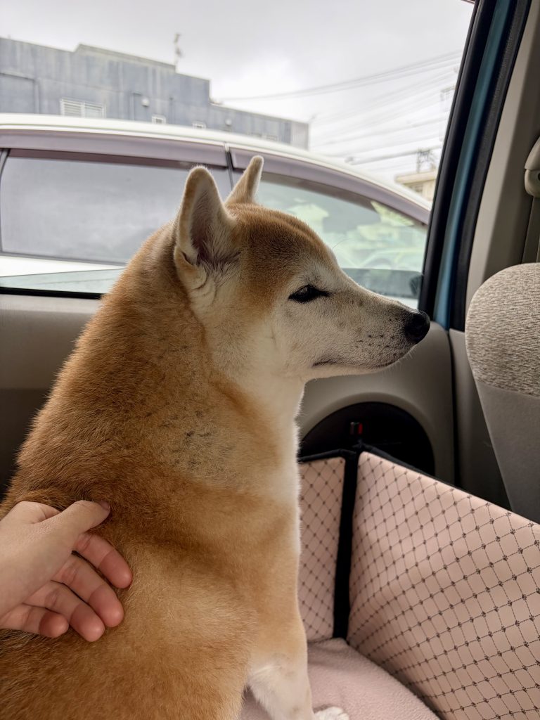 車に乗る柴犬