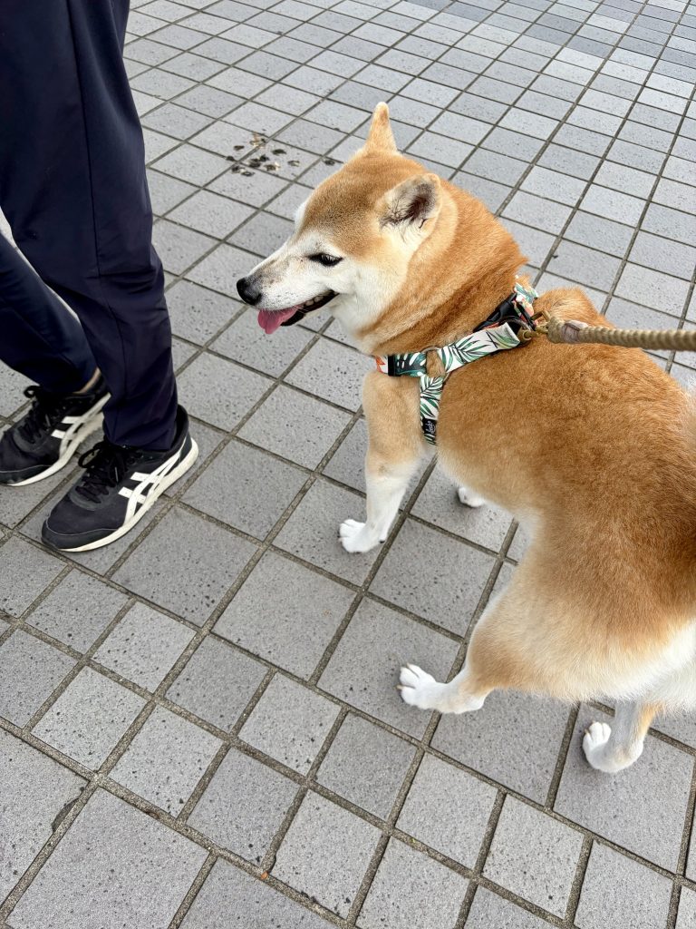 笑顔の柴犬
