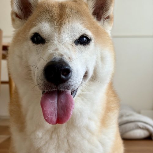 笑顔の柴犬