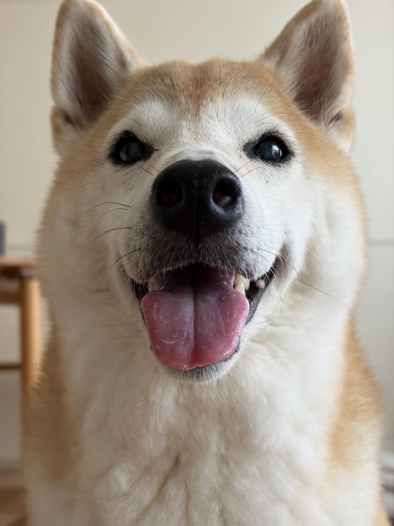 笑顔の犬