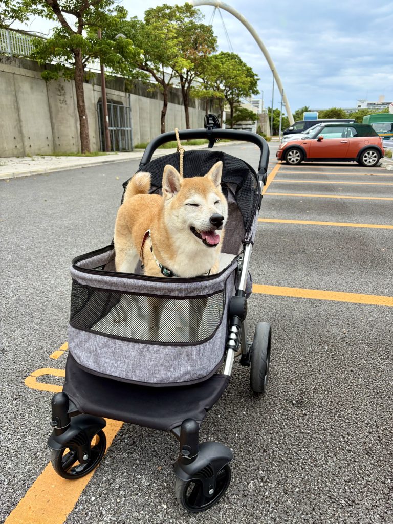 笑顔の柴犬