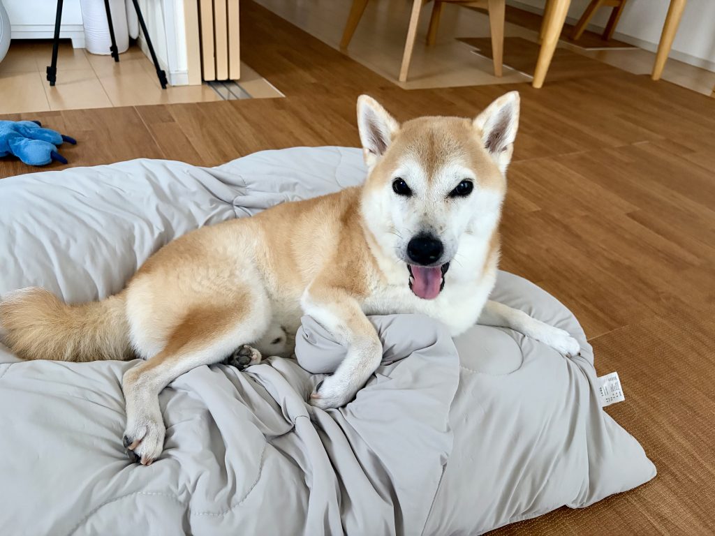 あくびをする柴犬