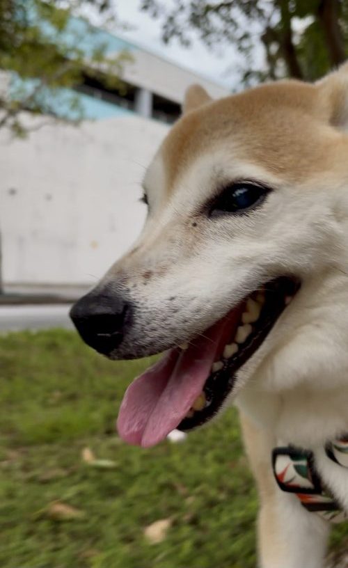 笑う柴犬